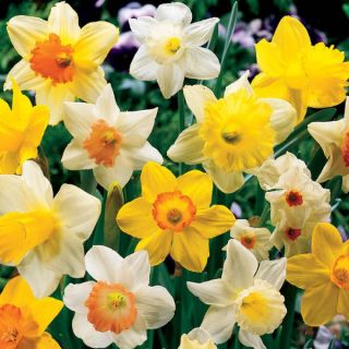 Mixed Daffodils Thumbnail